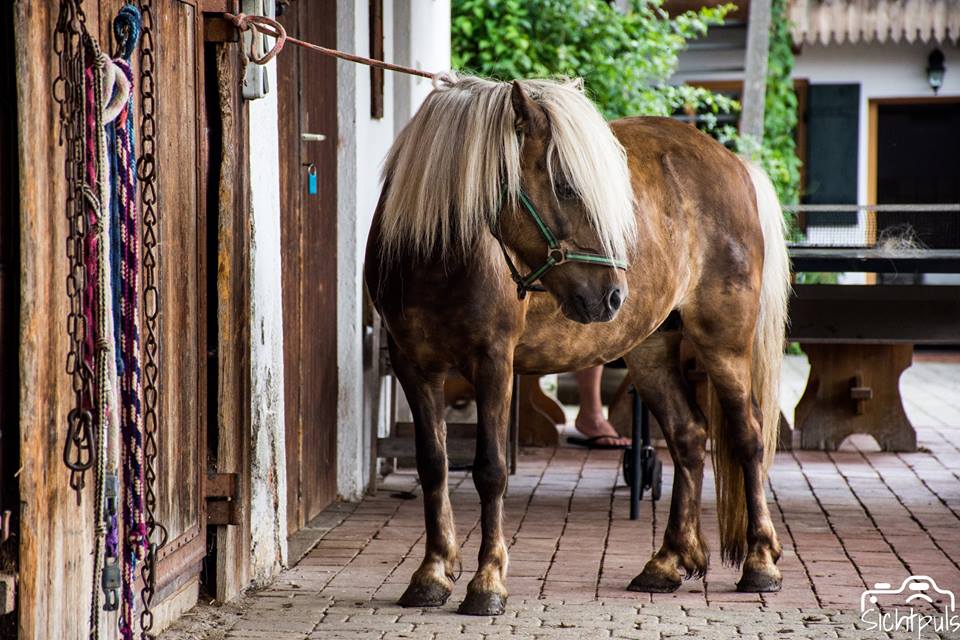 Ponys und Ponyreiten